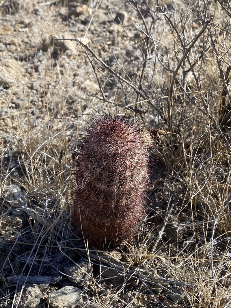Spiny Hedgehog Cactus photo 6