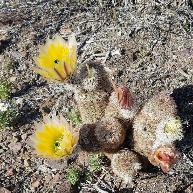 Spiny Hedgehog Cactus photo 7