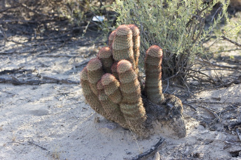 Spiny Hedgehog Cactus photo 8