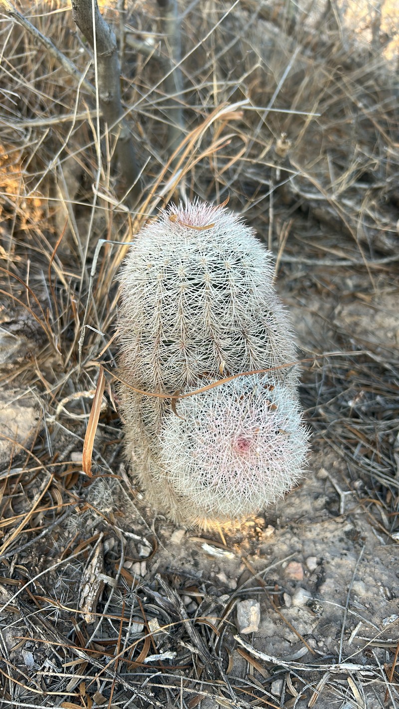 Echinocereus dasyacanthus subsp. crockettianus