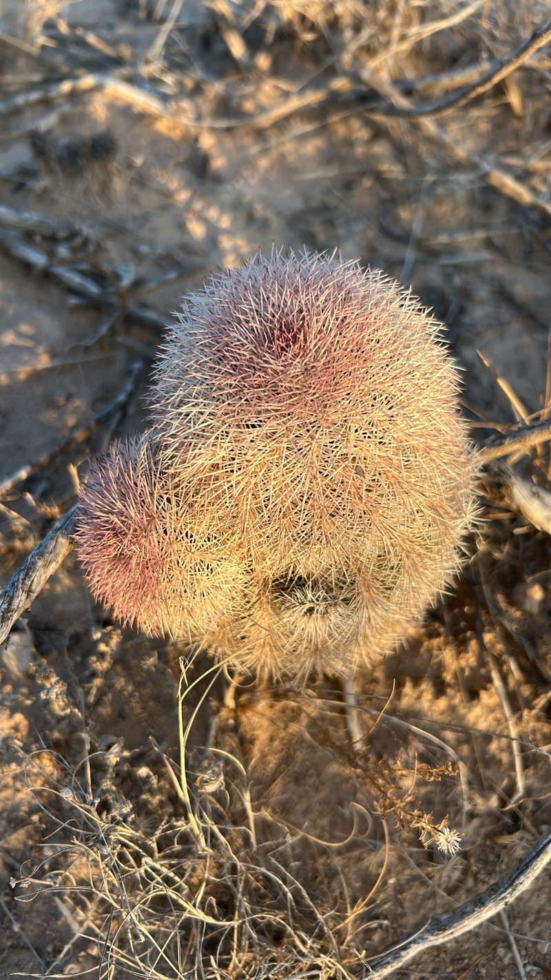 Echinocereus dasyacanthus subsp. crockettianus photo 2
