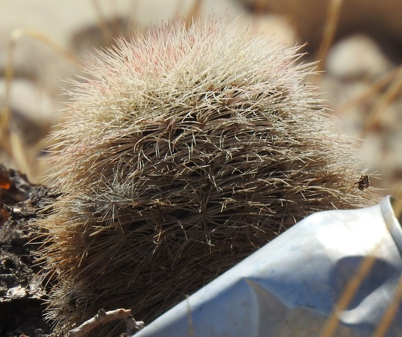 Echinocereus dasyacanthus subsp. crockettianus photo 3