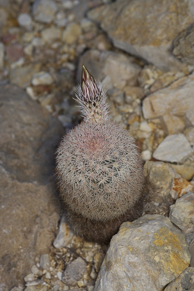 Echinocereus dasyacanthus subsp. crockettianus photo 4