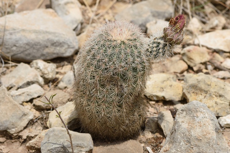 Echinocereus dasyacanthus subsp. crockettianus photo 5
