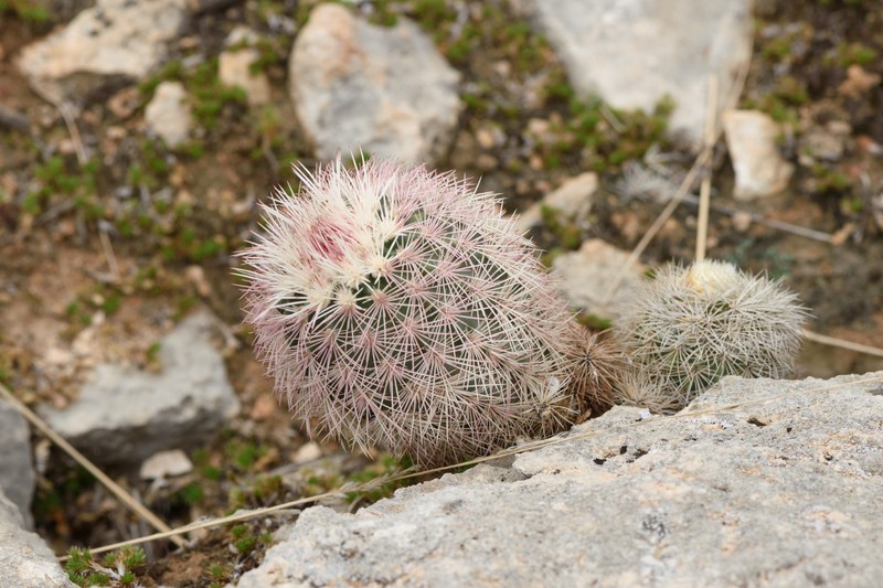 Echinocereus dasyacanthus subsp. crockettianus photo 6