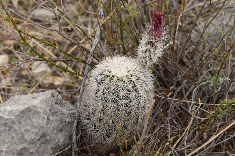 Echinocereus dasyacanthus subsp. crockettianus photo 7