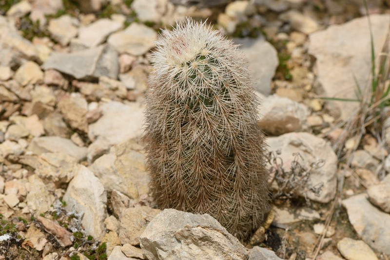 Echinocereus dasyacanthus subsp. crockettianus photo 8