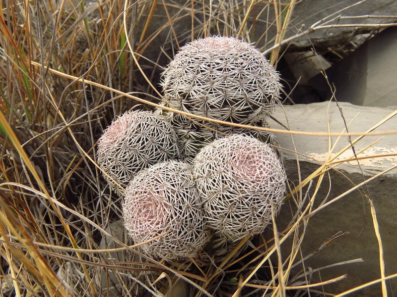 Echinocereus dasyacanthus subsp. ctenoides