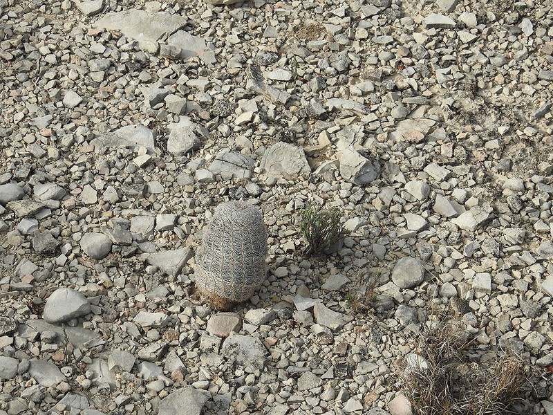 Echinocereus dasyacanthus subsp. ctenoides photo 2