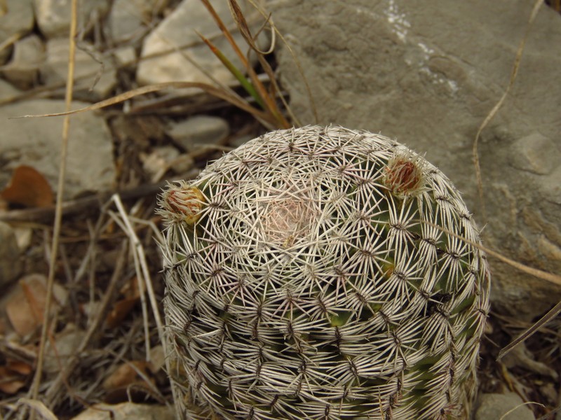 Echinocereus dasyacanthus subsp. ctenoides photo 3