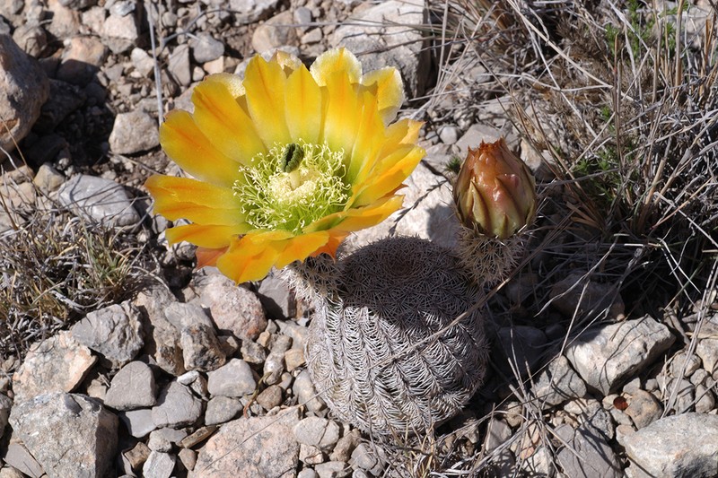 Echinocereus dasyacanthus subsp. ctenoides photo 4