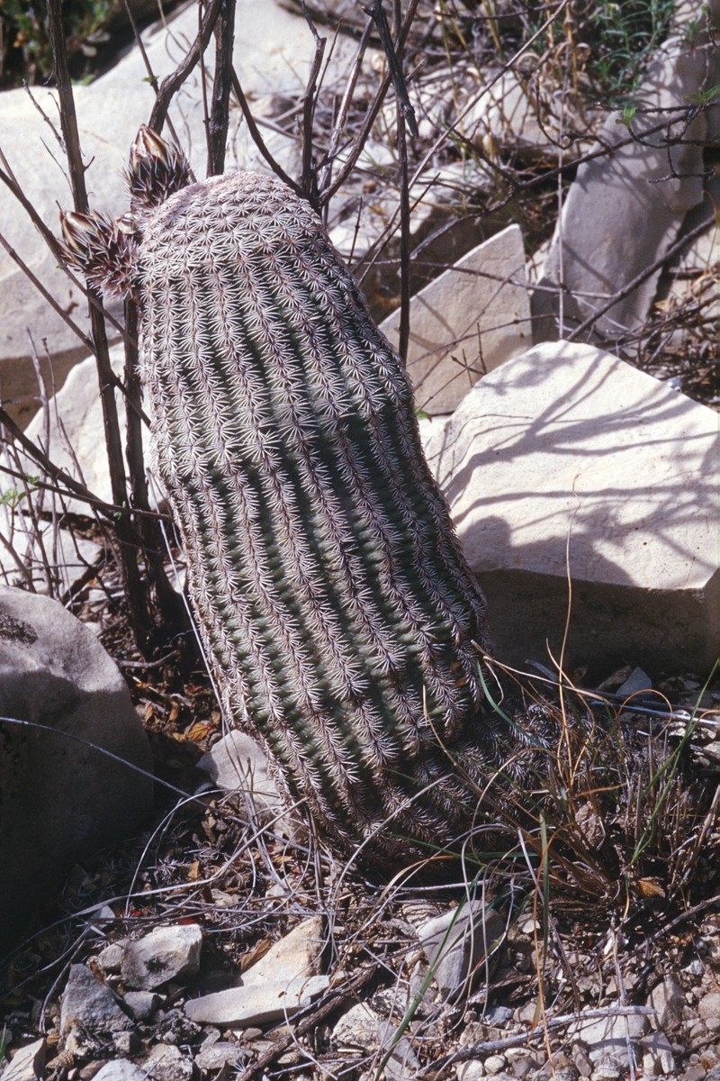 Echinocereus dasyacanthus subsp. ctenoides photo 5