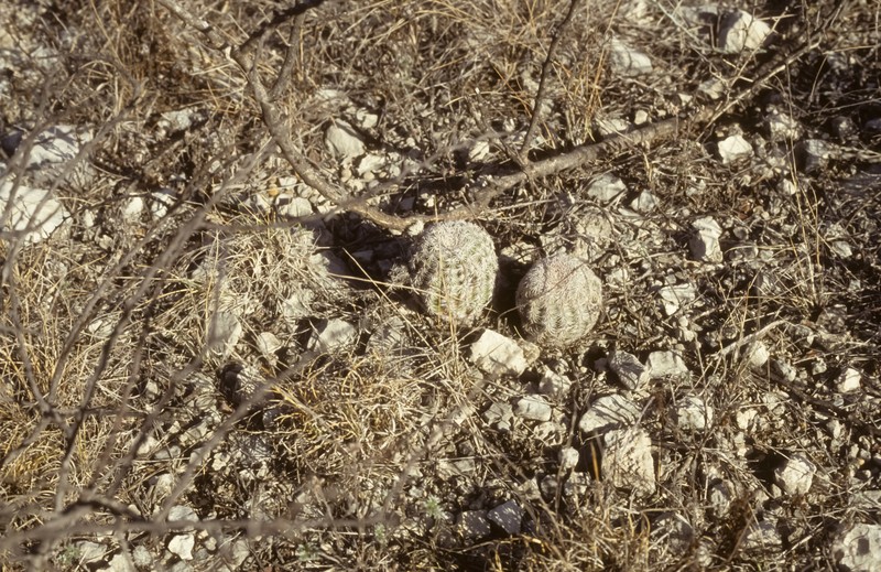 Echinocereus dasyacanthus subsp. ctenoides photo 6