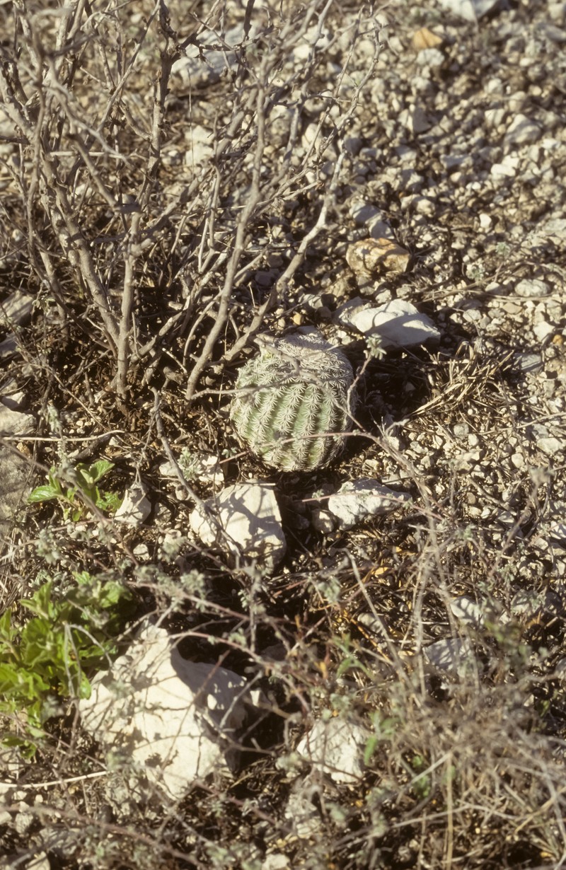 Echinocereus dasyacanthus subsp. ctenoides photo 7