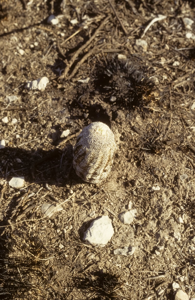 Echinocereus dasyacanthus subsp. ctenoides photo 8