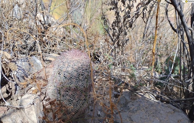 Echinocereus dasyacanthus subsp. dasyacanthus