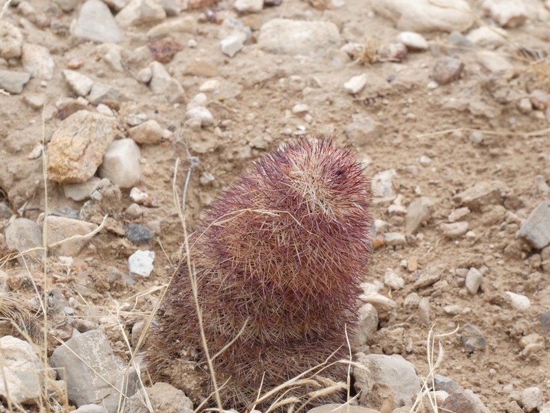 Echinocereus dasyacanthus subsp. dasyacanthus photo 2