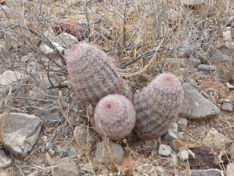 Echinocereus dasyacanthus subsp. dasyacanthus photo 3
