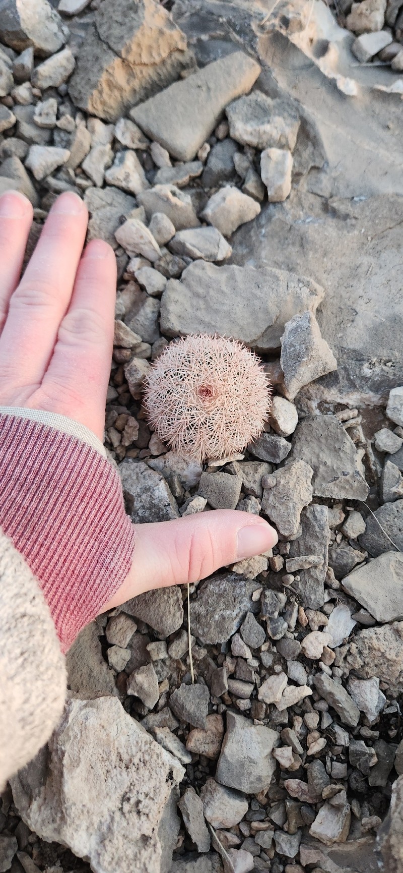 Echinocereus dasyacanthus subsp. dasyacanthus photo 4
