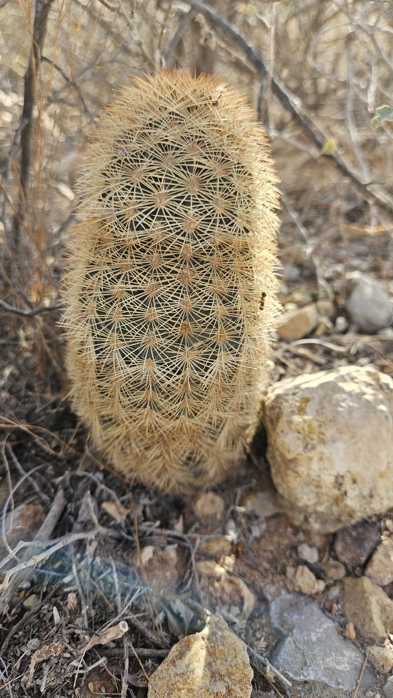 Echinocereus dasyacanthus subsp. dasyacanthus photo 5