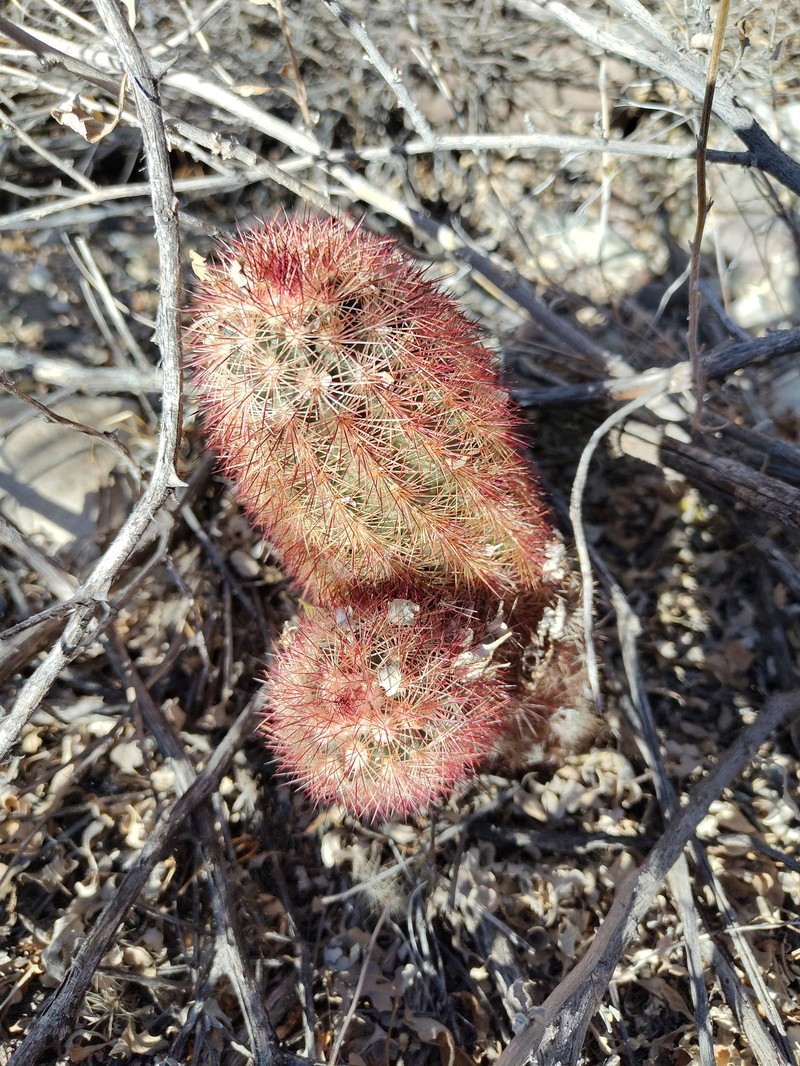 Echinocereus dasyacanthus subsp. dasyacanthus photo 6