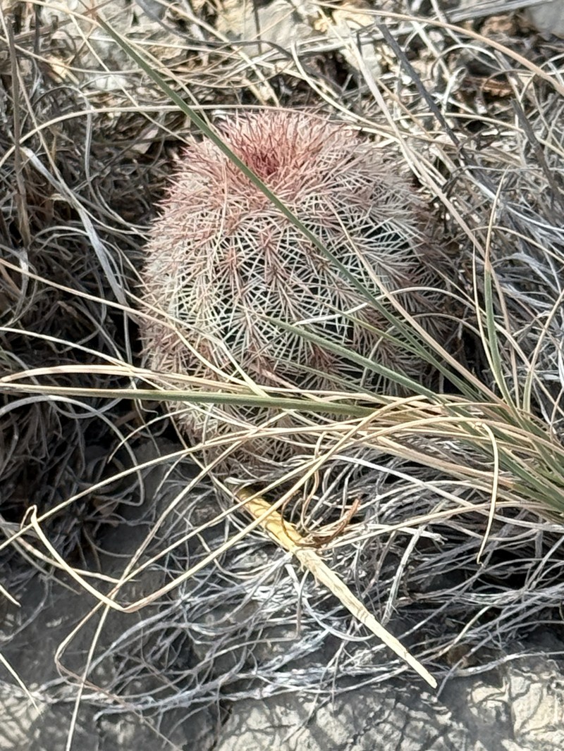 Echinocereus dasyacanthus subsp. dasyacanthus photo 7
