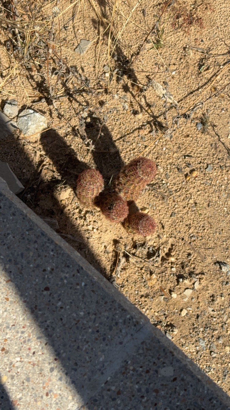 Echinocereus dasyacanthus subsp. dasyacanthus photo 8