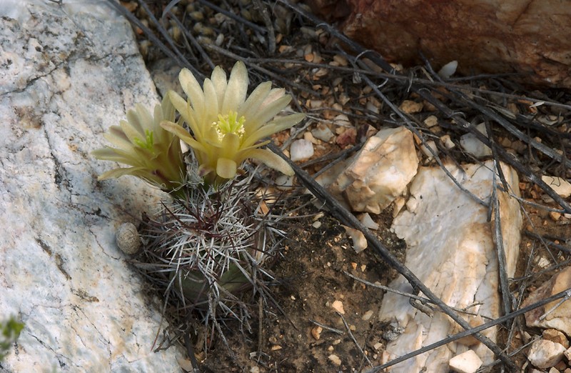 Echinocereus davisii