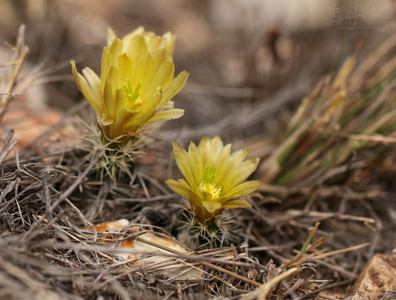 Echinocereus davisii photo 2