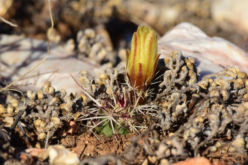 Echinocereus davisii photo 3