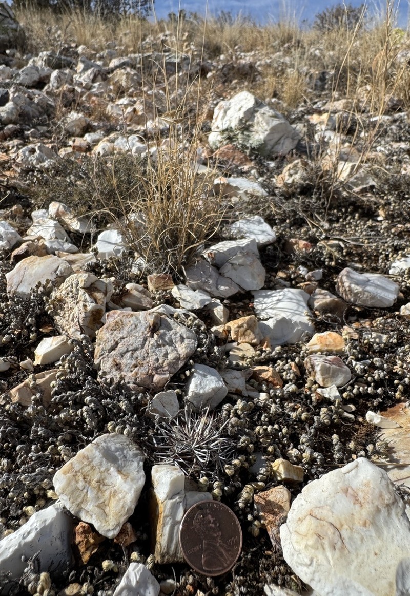 Echinocereus davisii photo 4