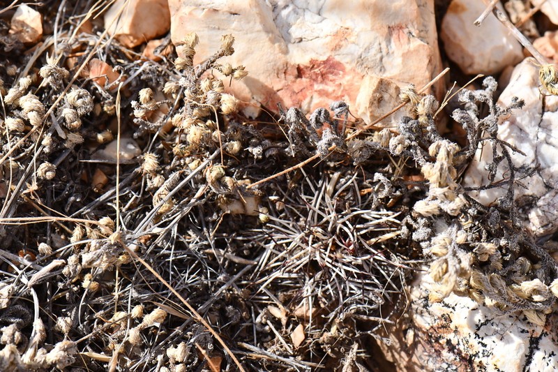 Echinocereus davisii photo 5