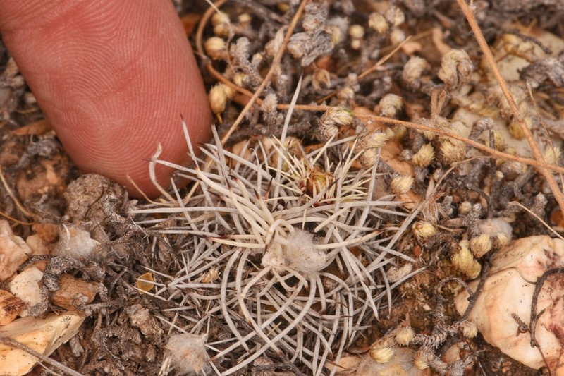 Echinocereus davisii photo 6