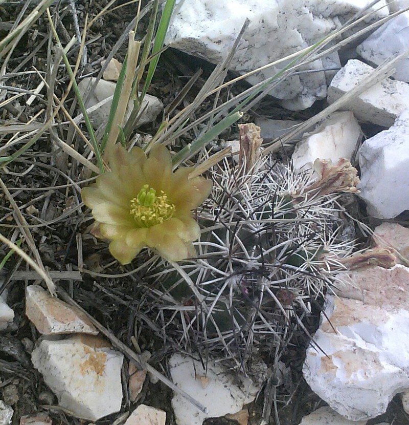Echinocereus davisii photo 7