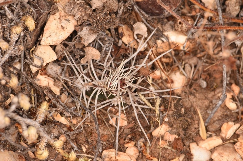 Echinocereus davisii photo 8