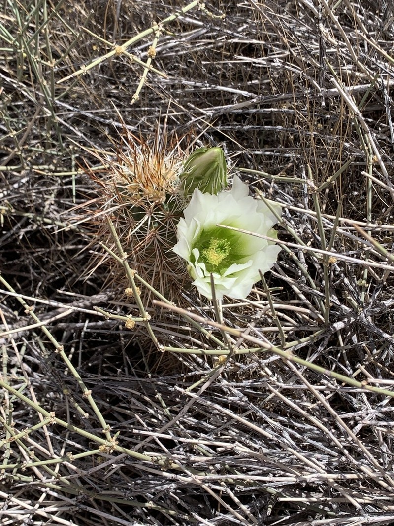 Engelmann's Hedgehog Cactus