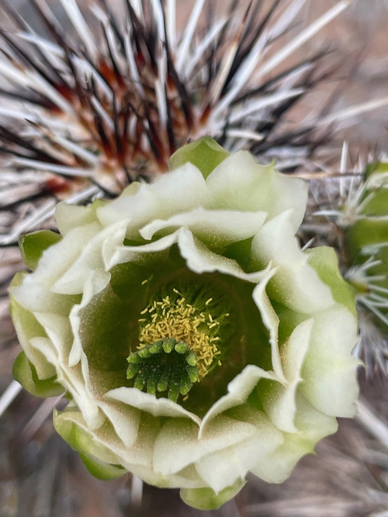 Engelmann's Hedgehog Cactus photo 2