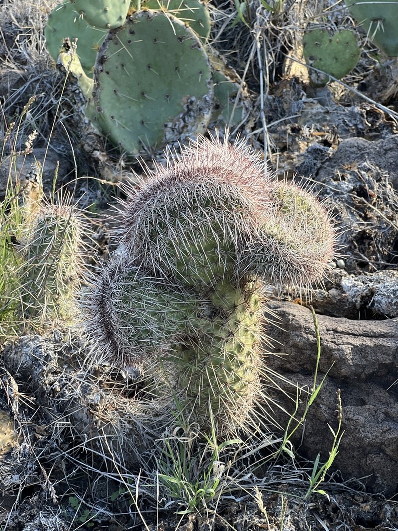Engelmann's Hedgehog Cactus photo 3