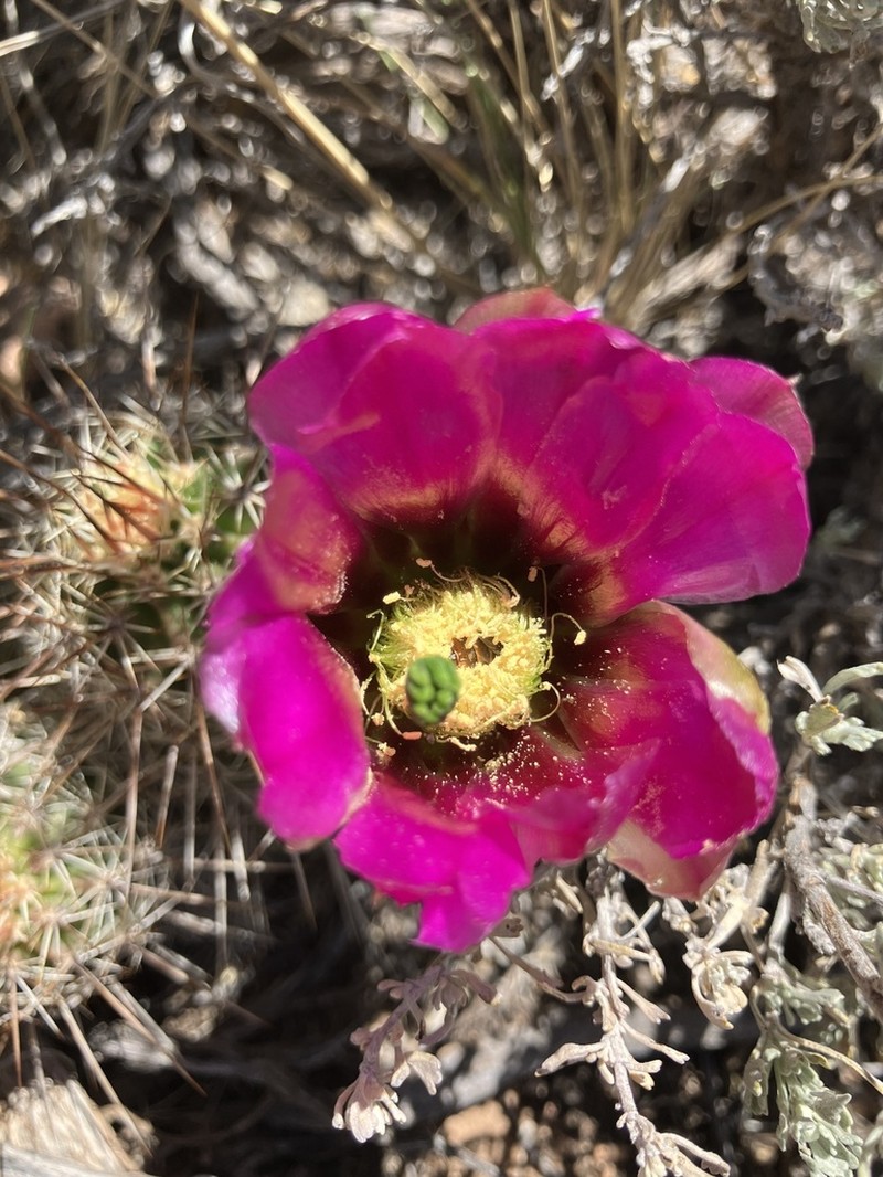 Engelmann's Hedgehog Cactus photo 4