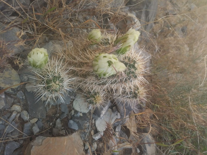 Engelmann's Hedgehog Cactus photo 5