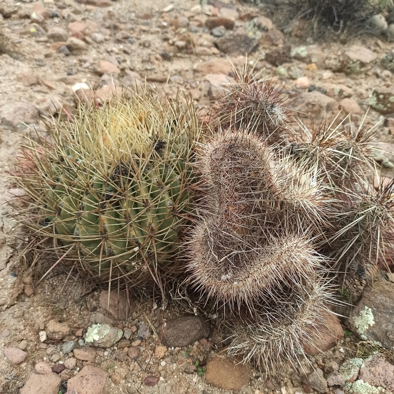 Engelmann's Hedgehog Cactus photo 6