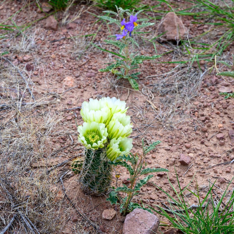 Engelmann's Hedgehog Cactus photo 7