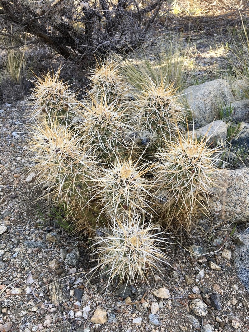Engelmann's Hedgehog Cactus photo 8