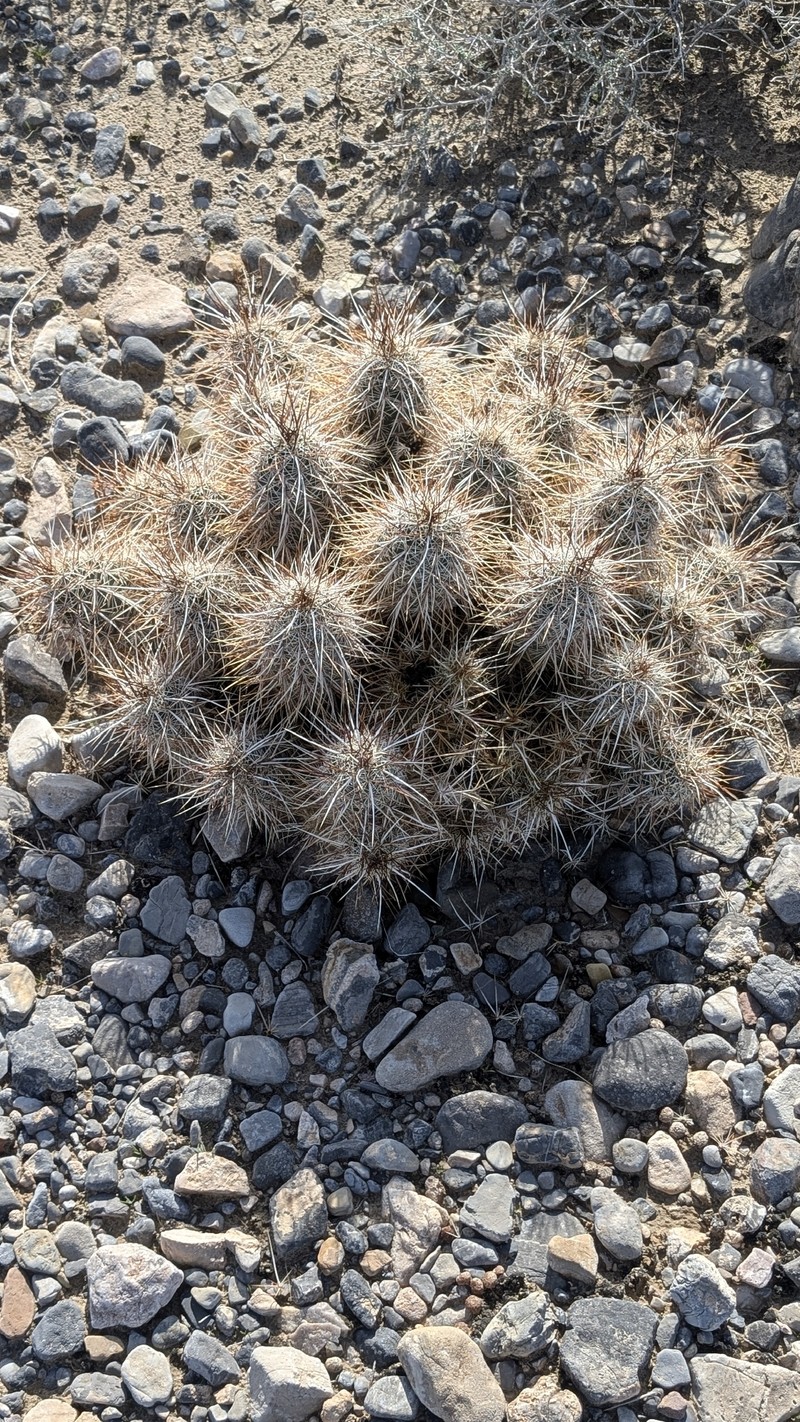 Echinocereus engelmannii subsp. engelmannii
