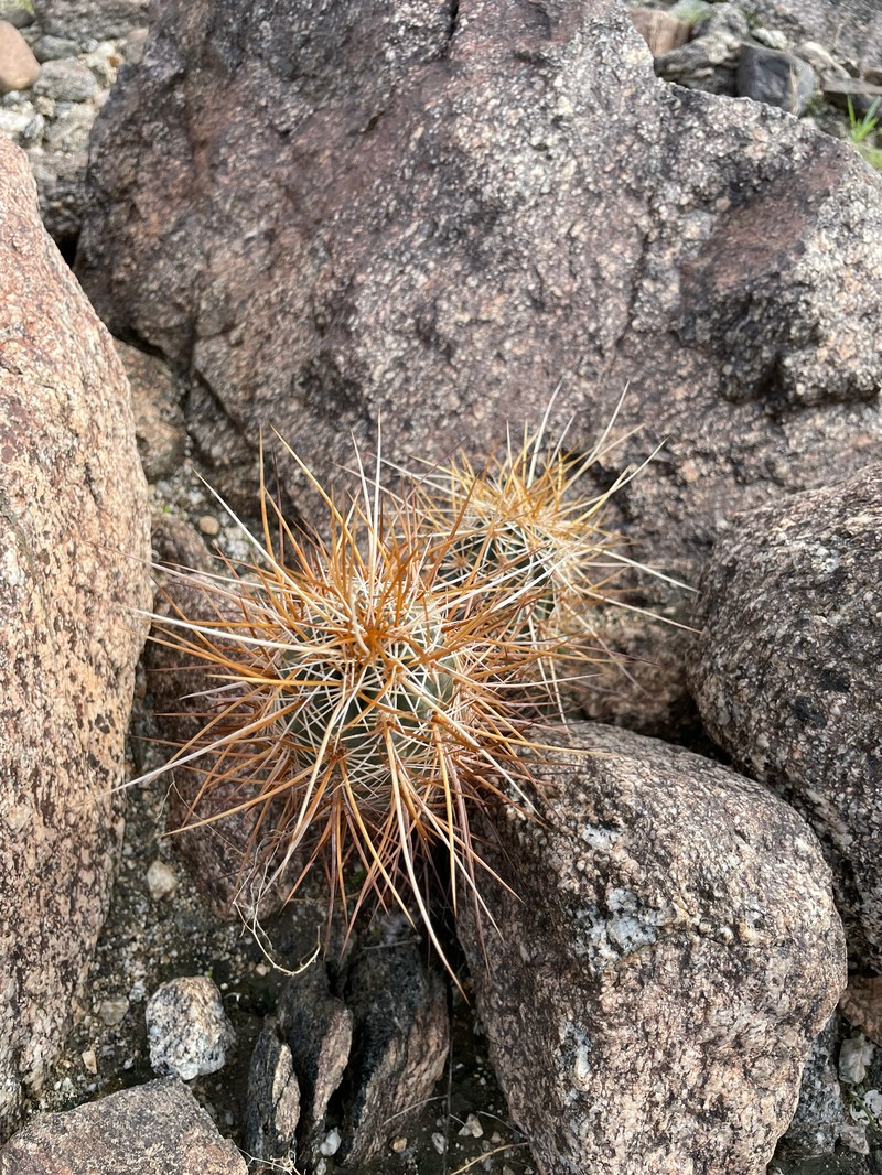 Echinocereus engelmannii subsp. engelmannii photo 2