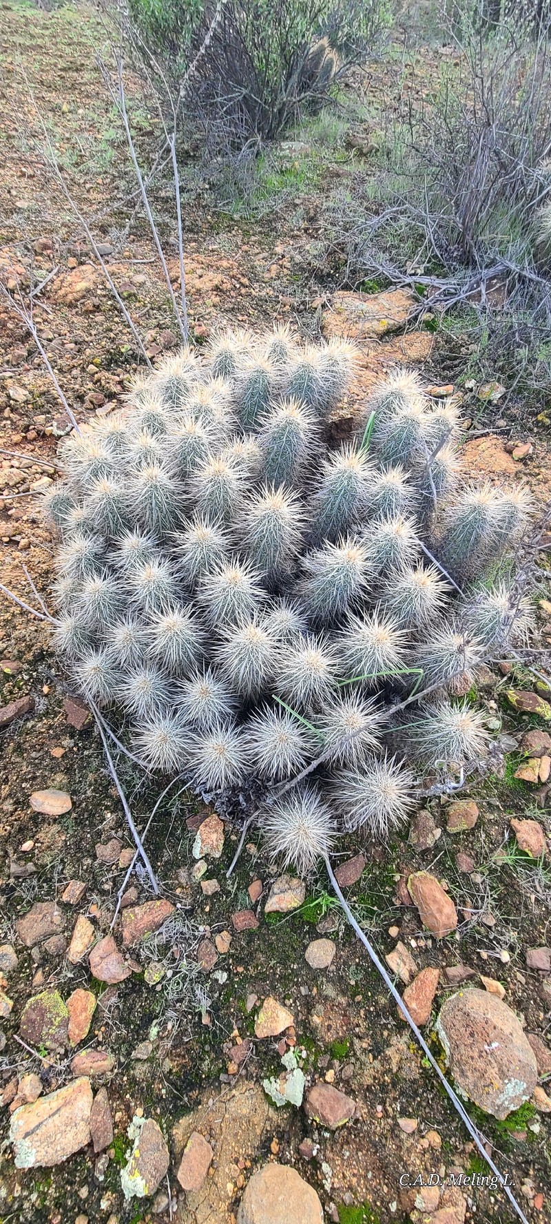 Echinocereus engelmannii subsp. engelmannii photo 3
