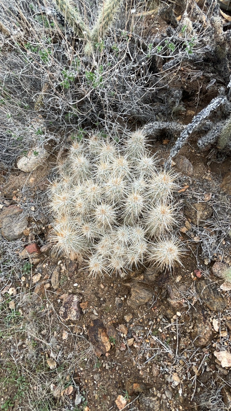 Echinocereus engelmannii subsp. engelmannii photo 4