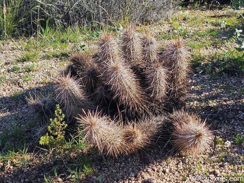 Echinocereus engelmannii subsp. engelmannii photo 5