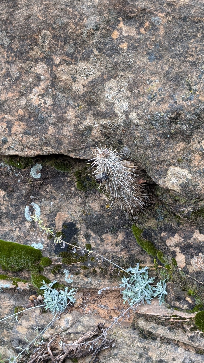 Echinocereus engelmannii subsp. engelmannii photo 6