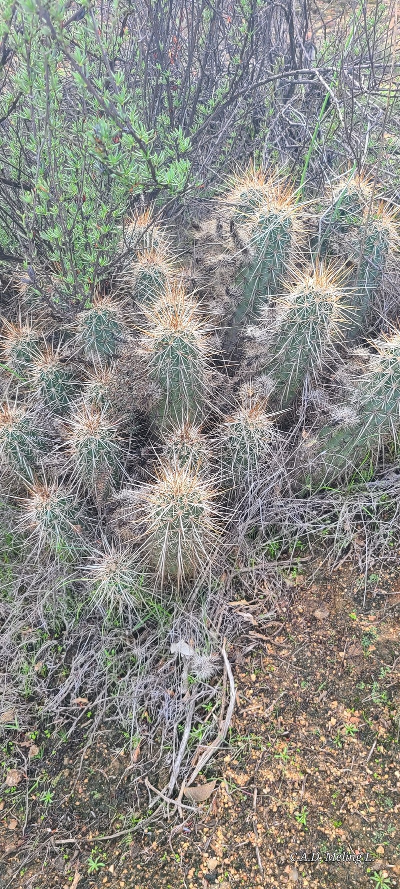 Echinocereus engelmannii subsp. engelmannii photo 7